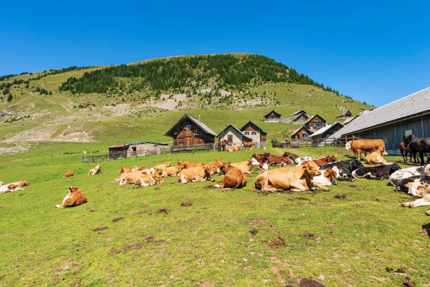 istock Dairy Cows and Horses on a Mountain Pasture - Italy-Austria Border 1422149378