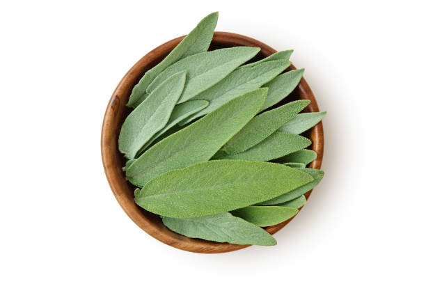 Fresh sage leaves in wooden bowl on white background