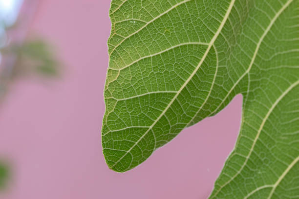 Close Up Leaf On A Fig Tree At Amsterdam The Netherlands Close Up Leaf On A Fig Tree At Amsterdam The Netherlands 20-8-2022 vijgenboom stock pictures, royalty-free photos & images