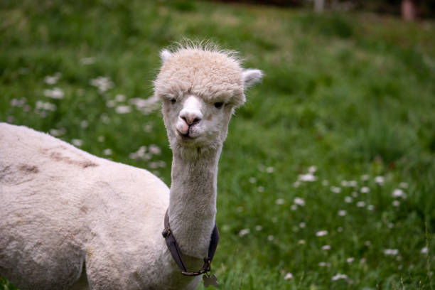 istock Funny white alpaca in a meadow looking at you. 1422159912