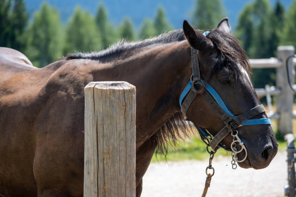istock A brown horse tied to a pole. 1422159925