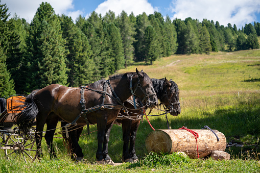 Two brown horses with a carriage, tied to a trunk. Mountain landscape in the background.