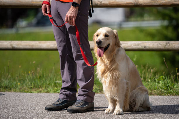 ein golden-retriever-hund, der mit seinem besitzer wartet. - tongue mountain stock-fotos und bilder