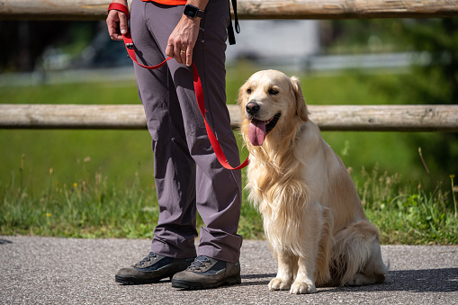 A Golden-Retriever dog who is waiting with his owner. Side view. The owner is standing and keeping him on a leash.