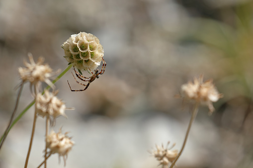 Spider hunting wasp - animal behavior.