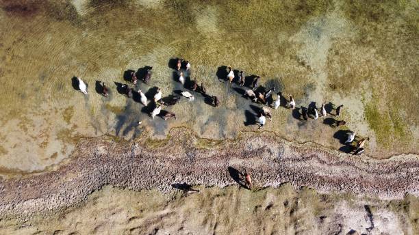 istock Cows at the watering hole 1422160718