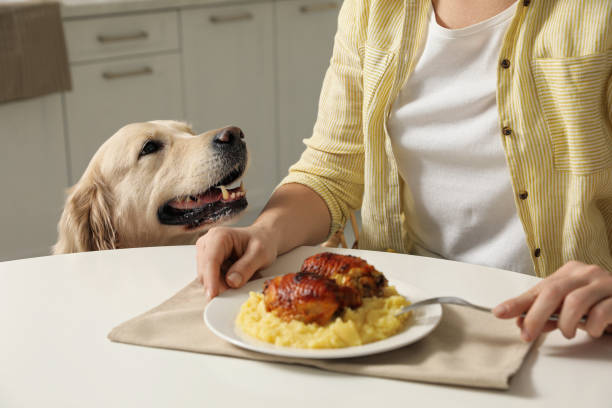 istock Cute dog begging for food while owner eating at table, closeup 1422162346