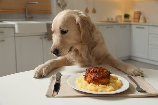 istock Cute funny dog sitting at table with food in kitchen 1422162499
