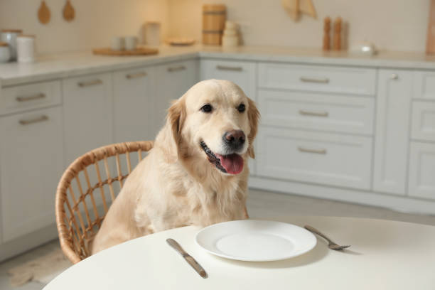 istock Cute hungry dog waiting for food at table with empty plate in kitchen 1422162508