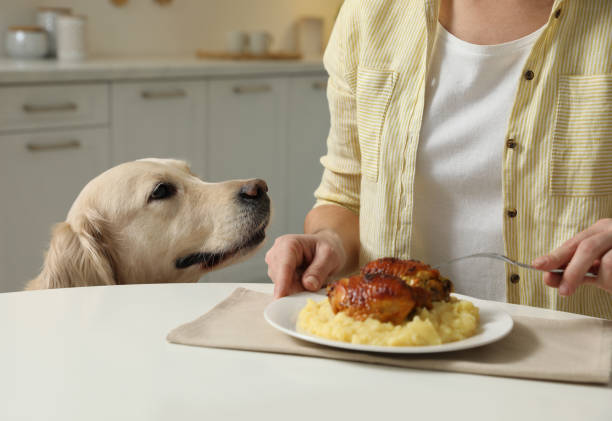 istock Cute dog begging for food while owner eating at table, closeup 1422162640