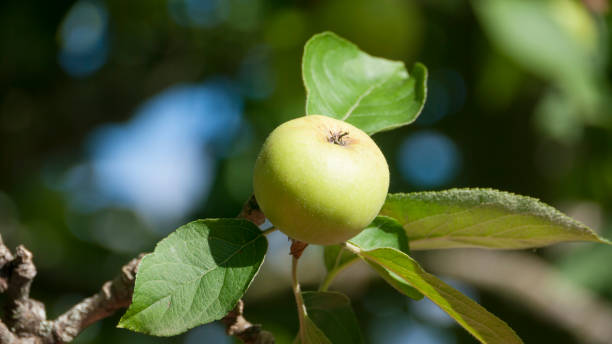 istock Green apple in branch 1422162663