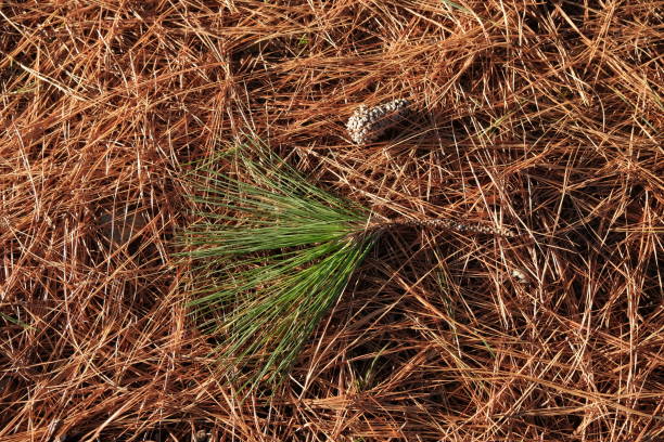 istock pine needles background. pine needles cover the ground in a pine park 1422162673
