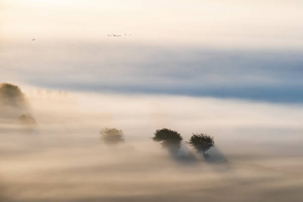 istock Tree silhouettes on a foggy morning 1422162712