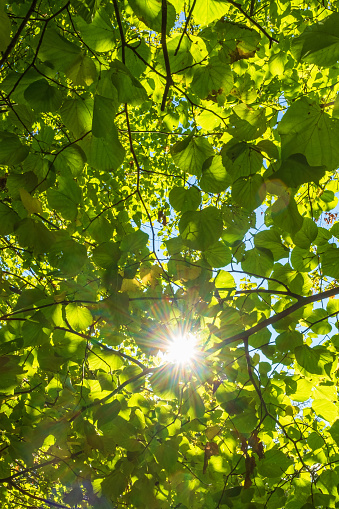 Sun shining through green leaves in a tree