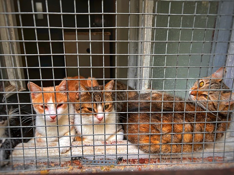 cats behind bars