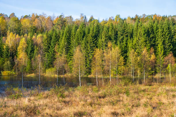 istock Forest lake in at autumn 1422162928