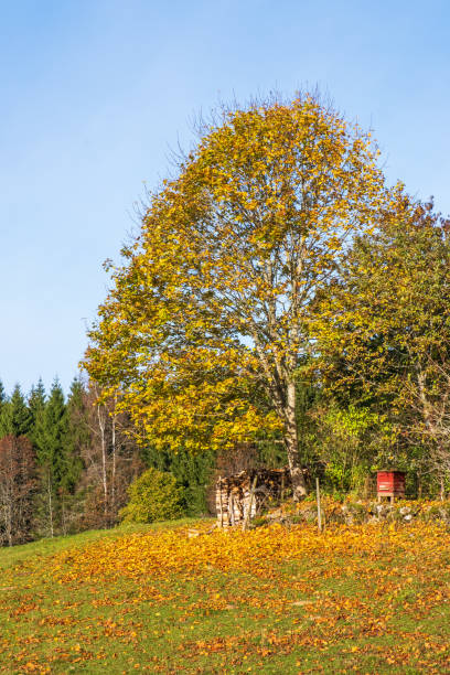istock Tree with autumn colors in the countryside 1422163067