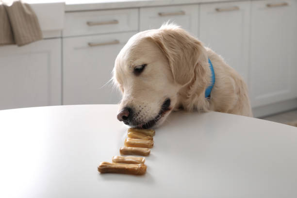 istock Cute Golden Retriever eating dog biscuits at table in kitchen 1422163322