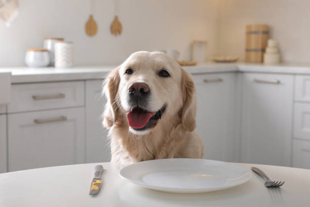istock Cute hungry dog waiting for food at table with empty plate in kitchen 1422163338