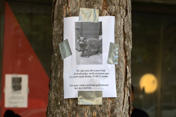 Poster Missing Cat At Amsterdam The Netherlands 29-8-2022