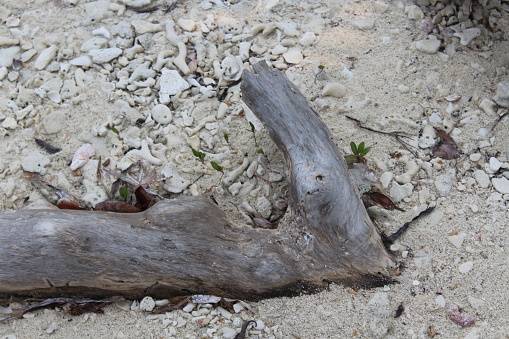 large piece of drift wood laying on coral on a coral island in the Caribbean Sea