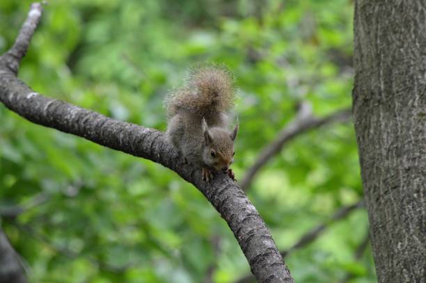 4,200+ Japanese Squirrel Stock Photos, Pictures & Royalty-Free Images