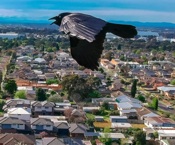 オーストラリアのメルボルン郊外ビクトリアで私の溺死を攻撃する大きな黒いカラス。ブラックレイヴン - wildlife australia wing cityscape ストックフォトと画像