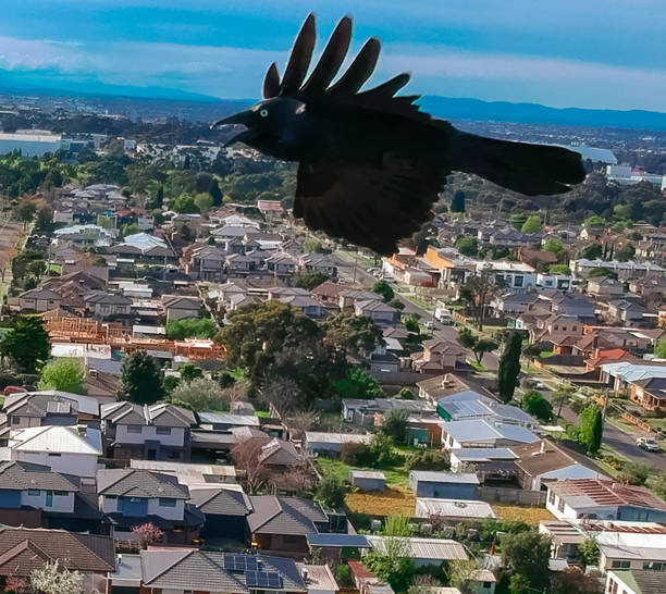 オーストラリアのメ��ルボルン郊外ビクトリアで私の溺死を攻撃する大きな黒いカラス。ブラックレイヴン - wildlife australia wing cityscape ストックフォトと画像