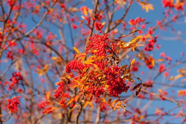istock red bunches of rowan in autumn day 1422175596