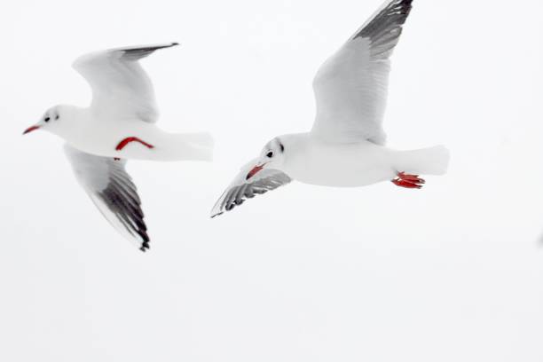 Seagulls against a white winter sky