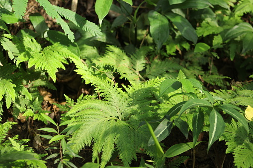 Go green. Green fern tree growing in summer. Fern with green leaves on natural background.