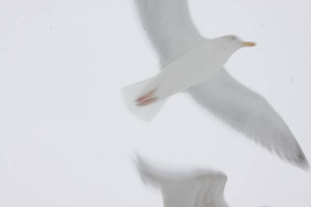 istock Seagulls flying in winter skies 1422179197
