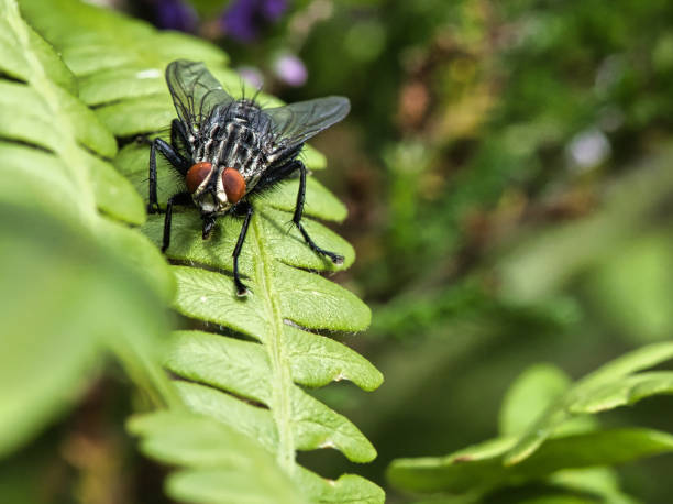 la carne vuela sobre una hoja verde con luz y sombra. patas peludas en negro y gris. - close up animal eye flesh fly fly fotografías e imágenes de stock