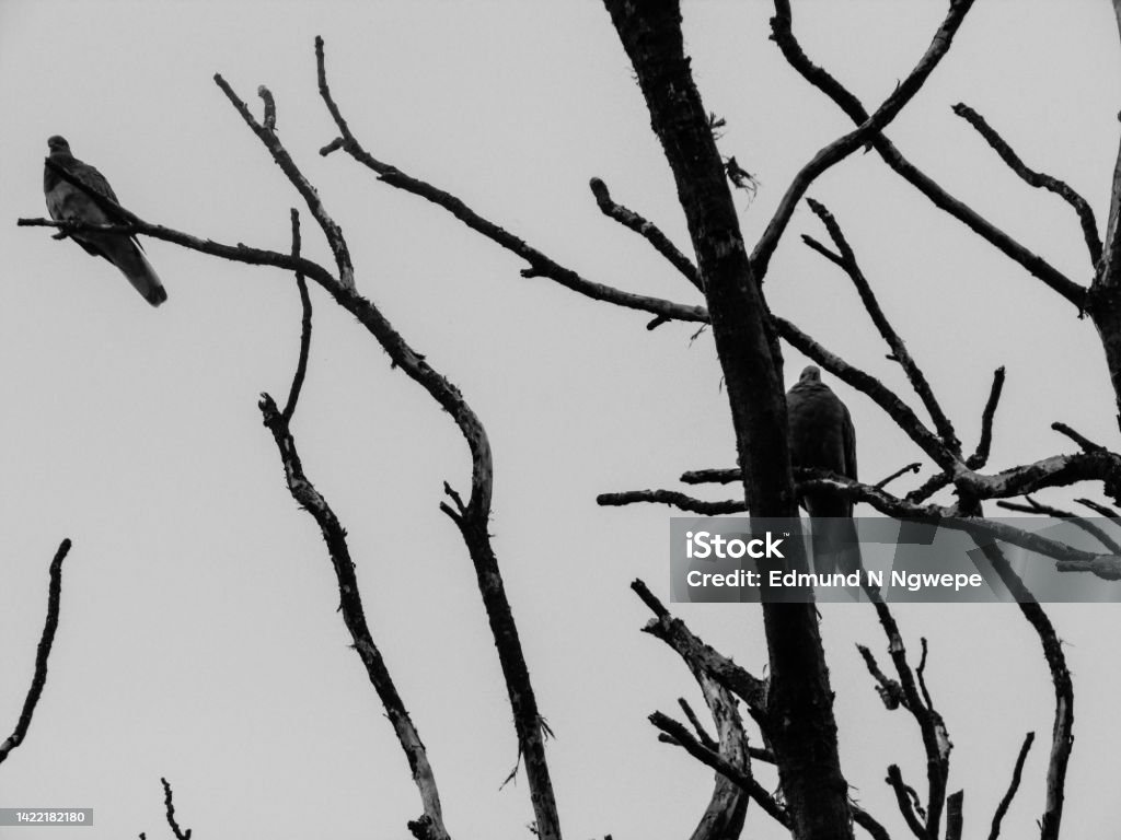 House of wild Birds on lifeless branches Black And White Stock Photo