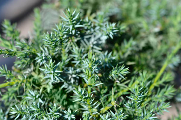 Chinese juniper Blue Alps Chinese juniper Blue Alps - Latin name - Juniperus chinensis Blue Alps juniperus chinensis stock pictures, royalty-free photos & images