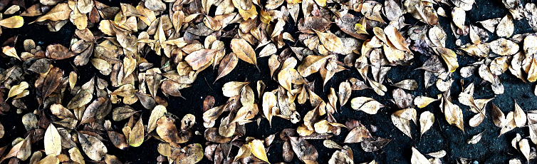 Autumn forest road leaves fall on ground landscape in November. Closeup of fallen leaves. Forest dry falling leaves
