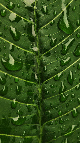istock green leaf with water drops close up 1422187322