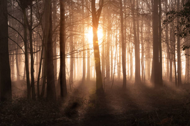 istock Winter woodland sunrise in Norfolk 1422187549