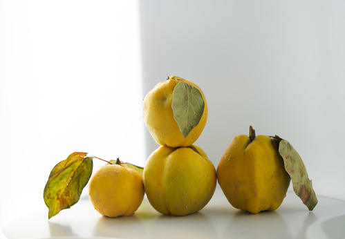 four ripe quince with leaves stands on a light background. minimalistic group of yellow fruit