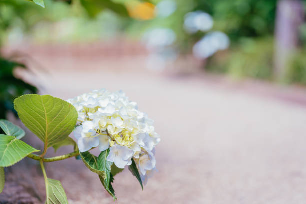Blooming hydrangea in the garden. Shallow depth of field.
