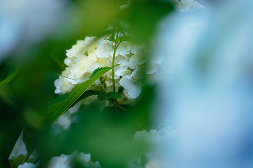 White colored hydrangea flowers in rain season, Tokyo, June 2022