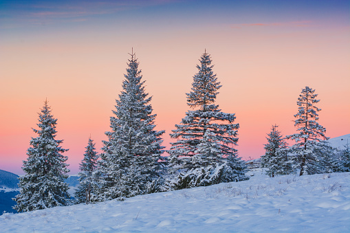 Spruce trees, covered with fresh snow in a carpathian mountain valley. Ukraine, Europe.