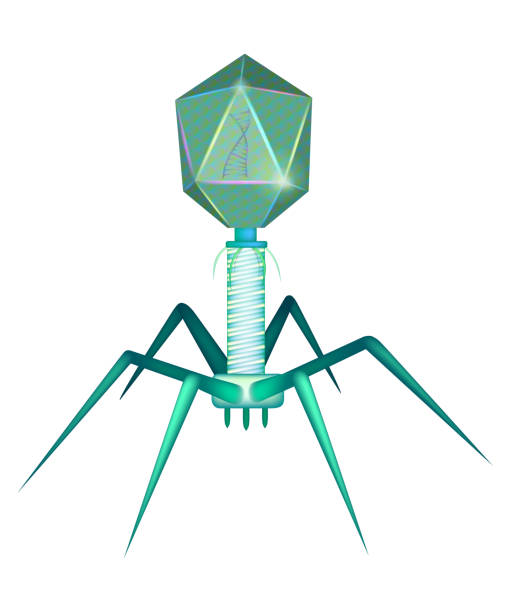 ilustraciones, imágenes clip art, dibujos animados e iconos de stock de modelo típico de bacteriófago de miovirus con adn. virología, ilustración médica. - bacteriófago