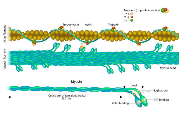 filament aktynowy i włókno miozyny. struktura myosin. interakcja mięśni aktyny miozyny. troponiny - actin stock illustrations