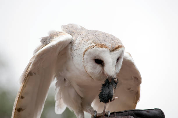istock the barn owl has a white body with a heart shaped face 1422190303