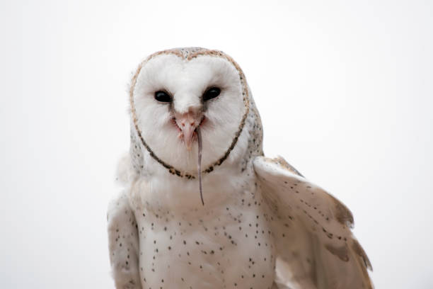 istock the barn owl is finishing eating a black mouse 1422190315