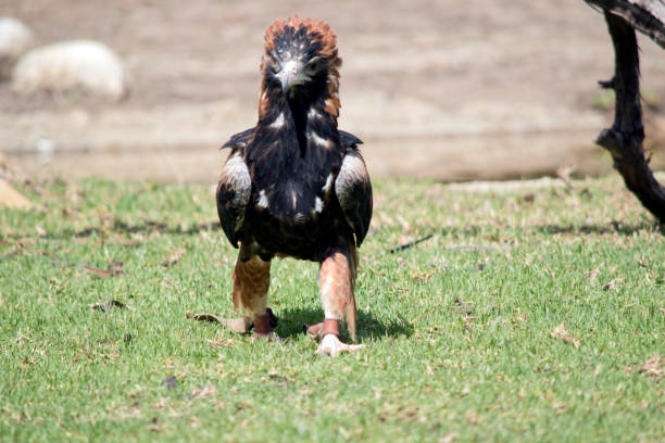 istock the black breasted buzzard is mottled brown and black feathers with brown feathers on the back of its neck and a black face 1422190416