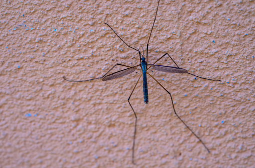 big mosquito on a wall