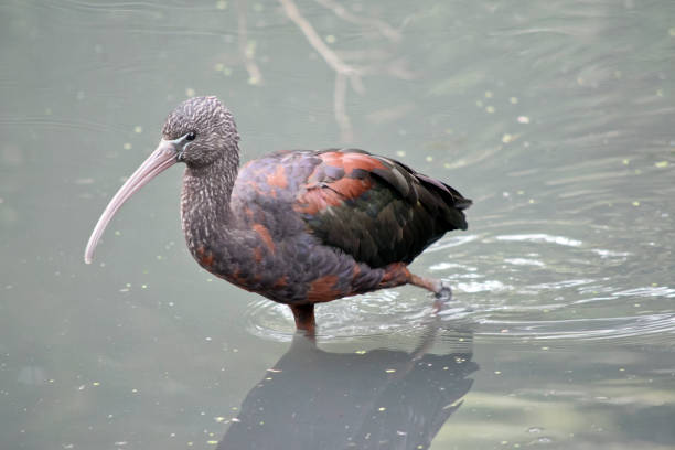 istock the glossy ibis is walking in water looking food 1422190644