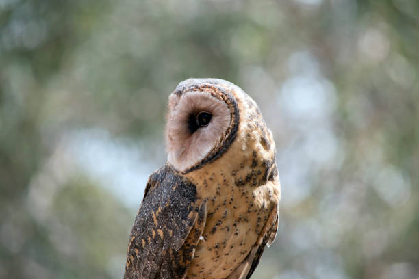 istock this is a close up of a lesser sooty owl it is watching out for danger 1422190886